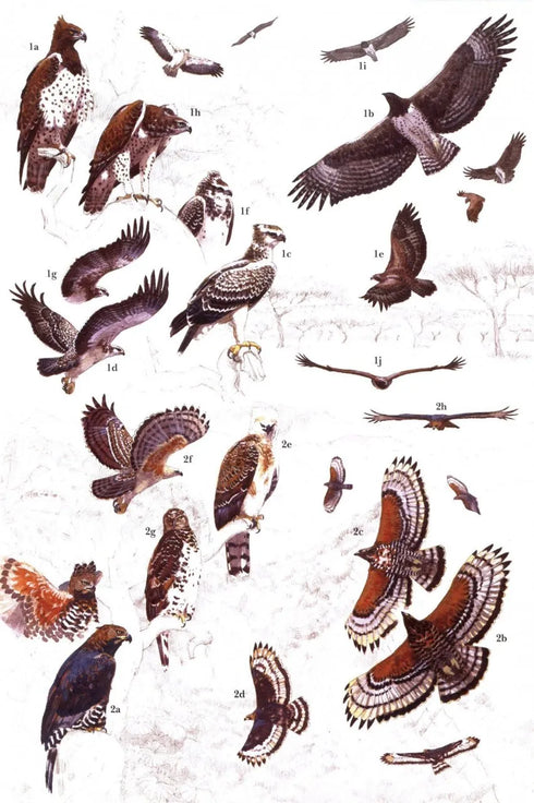 African Raptors - Clark 2018